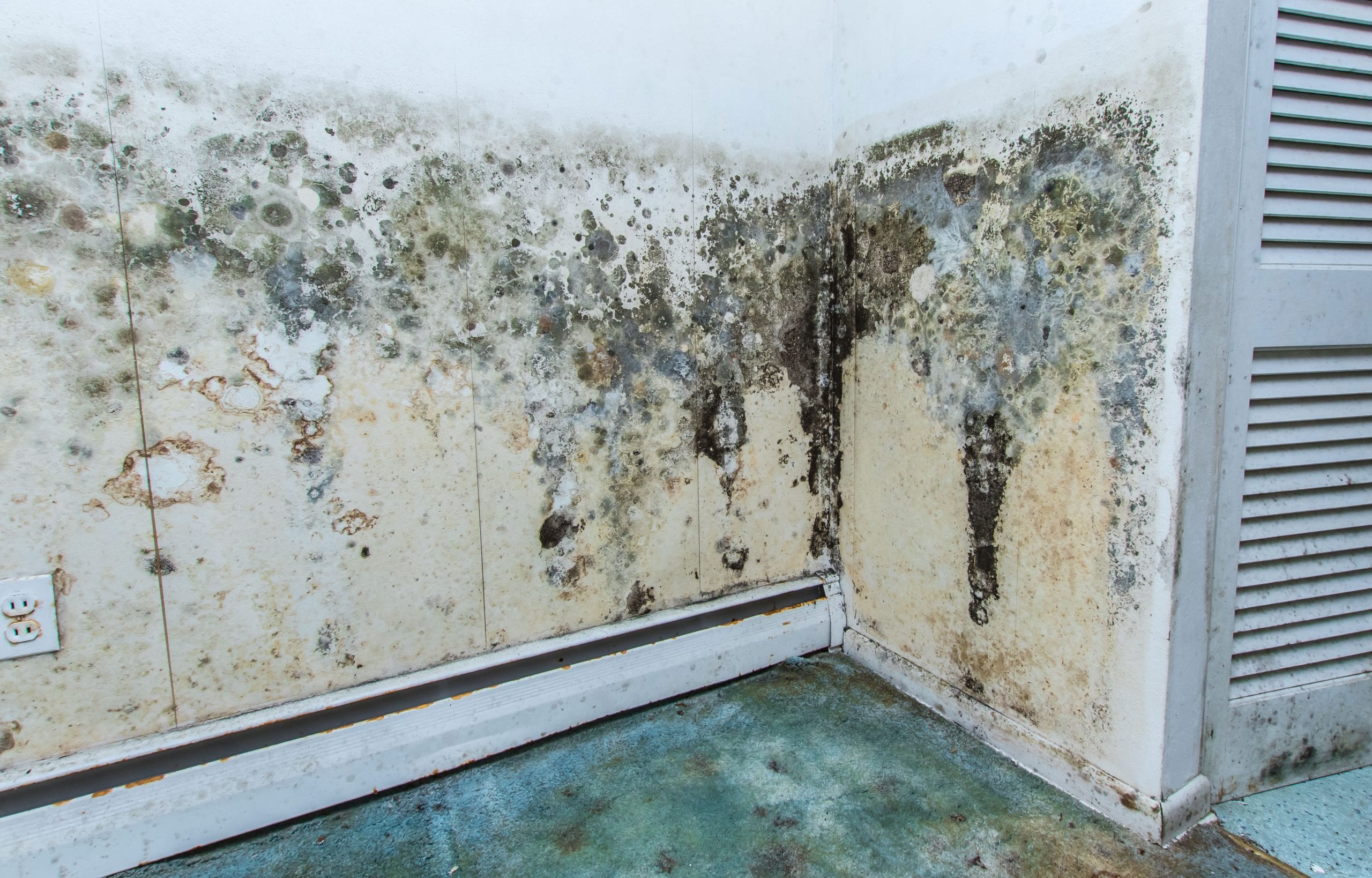 residential mold removal experts in Hot Springs